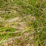 Carex pilulifera habit picture by Martin Bishop (cc-by-sa)