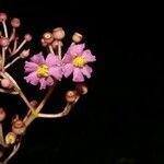 Conostegia rhodopetala flower picture by Nelson Zamora Villalobos (cc-by-nc)