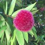 Syzygium wilsonii flower picture by Kurt Mz (cc-by-sa)