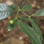 Faramea occidentalis fruit picture by Nelson Zamora Villalobos (cc-by-nc)