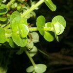 Bacopa salzmannii leaf picture by Nelson Zamora Villalobos (cc-by-nc)