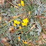 Hypecoum procumbens leaf picture by Martin Bishop (cc-by-sa)