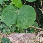 Piper umbellatum leaf picture by Ellen Ellen (cc-by-sa)