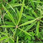 Cyphostemma serpens leaf picture by susan brown (cc-by-sa)