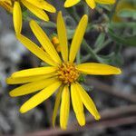 Heterotheca villosa flower picture by Jack Pommer (cc-by-sa)