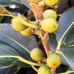 Ficus rubiginosa fruit picture by Dieter Albrecht (cc-by-sa)
