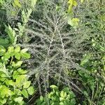 Asparagus albus habit picture by Monteiro Henrique (cc-by-sa)
