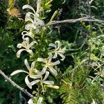 Turraea mombassana flower picture by Leigh Winowiecki (cc-by-sa)
