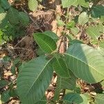 Neolamarckia cadamba leaf picture by Omolla Srikanth (cc-by-sa)