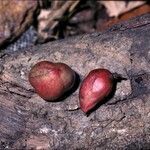 Protium heptaphyllum fruit picture by Daniel Barthelemy (cc-by-nc)