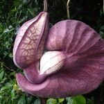 Aristolochia grandiflora flower picture by SINAC Pérez Greivin (cc-by-sa)