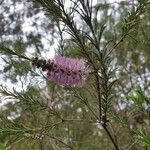 Melaleuca armillaris flower picture by Liam York (cc-by-sa)