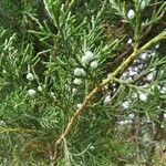 Juniperus virginiana fruit picture by Stephen Stephen (cc-by-sa)