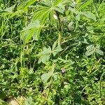 Lupinus albus habit picture by Conigliaro Ambrogio (cc-by-sa)