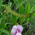 Tephrosia emeroides fruit picture by susan brown (cc-by-sa)