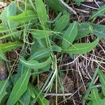 Aetheorhiza bulbosa leaf picture by Llandrich anna (cc-by-sa)