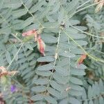Vicia cassubica leaf picture by Wolfram Pethe (cc-by-sa)