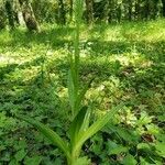 Himantoglossum hircinum habit picture by alexandre reteau (cc-by-sa)