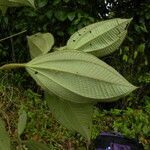 Leandra longicoma leaf picture by Nelson Zamora Villalobos (cc-by-nc)