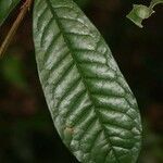 Vochysia guianensis leaf picture by Jean-François Molino (cc-by-sa)
