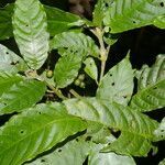 Psychotria jimenezii fruit picture by Nelson Zamora Villalobos (cc-by-nc)