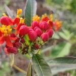 Asclepias curassavica fruit picture by Jacky Chan (cc-by-sa)