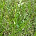 Stachys recta flower picture by Christophe Ingrand (cc-by-sa)