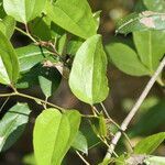 Smilax walteri leaf picture by Maarten Vanhove (cc-by-sa)