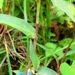 Commelina tuberosa leaf picture by Trap Hers (cc-by-sa)