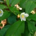 Talinum fruticosum flower picture by Tanigushi Carol (cc-by-sa)