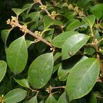 Eugenia cartagensis habit picture by Nelson Zamora Villalobos (cc-by-nc)