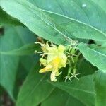Diervilla lonicera flower picture by Amber Amber Depew (cc-by-sa)