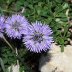 Globularia meridionalis flower picture by Emanuele Santarelli (cc-by-sa)