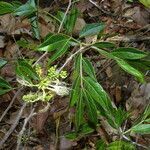 Pithecellobium bipinnatum habit picture by Nelson Zamora Villalobos (cc-by-nc)
