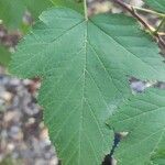 Physocarpus opulifolius leaf picture by Dmitrii Sav (cc-by-sa)