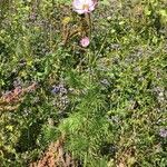 Cosmos bipinnatus habit picture by Markus (cc-by-sa)