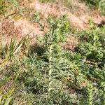 Carthamus lanatus habit picture by Aurélia et JChris Courte-Barbary (cc-by-sa)