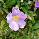 Thunbergia erecta flower picture by Pascal Sibomana (cc-by-sa)