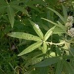 Vitex agnus-castus leaf picture by Daniel Da Parigi (cc-by-sa)