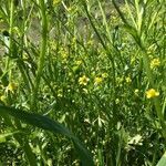 Ranunculus sceleratus habit picture by odile maury (cc-by-sa)