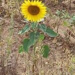 Helianthus annuus habit picture by Kai Best (cc-by-sa)