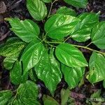 Colubrina asiatica leaf picture by Ahmed Shareef (cc-by-sa)