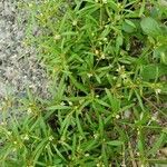 Mollugo verticillata habit picture by William Coville (cc-by-sa)