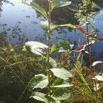 Salix caprea habit picture by Mista Green (cc-by-sa)