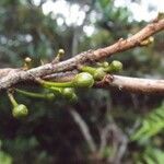 Aphloia theiformis fruit picture by S. Dufour-Kowalski (cc-by-sa)