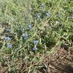 Commelina latifolia habit picture by susan brown (cc-by-sa)