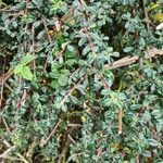 Cotoneaster dammeri leaf picture by Luke Gibbons (cc-by-sa)