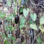 Aristolochia baetica habit picture by Bernardo Cañiza (cc-by-sa)