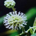 Camptotheca acuminata flower picture by Dieter Albrecht (cc-by-sa)