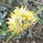 Gomphrena perennis flower picture by Trap Hers (cc-by-sa)